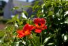 Roscoff-2010-07-07_15-18-39